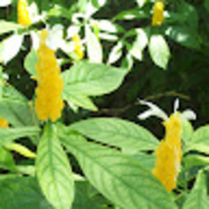 Meet your Posher, Cuong kim